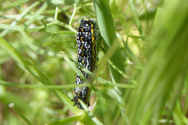 3 Papilio hospiton